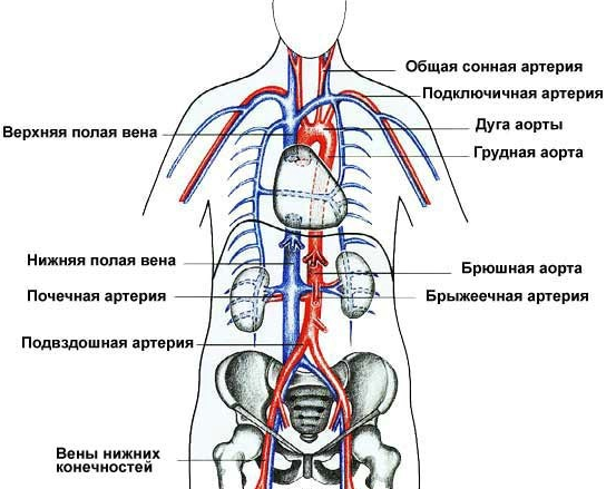 Четыре упражнения для улучшения кровообращения малого таза мужчин. Простые упражнения для выполнения дома.