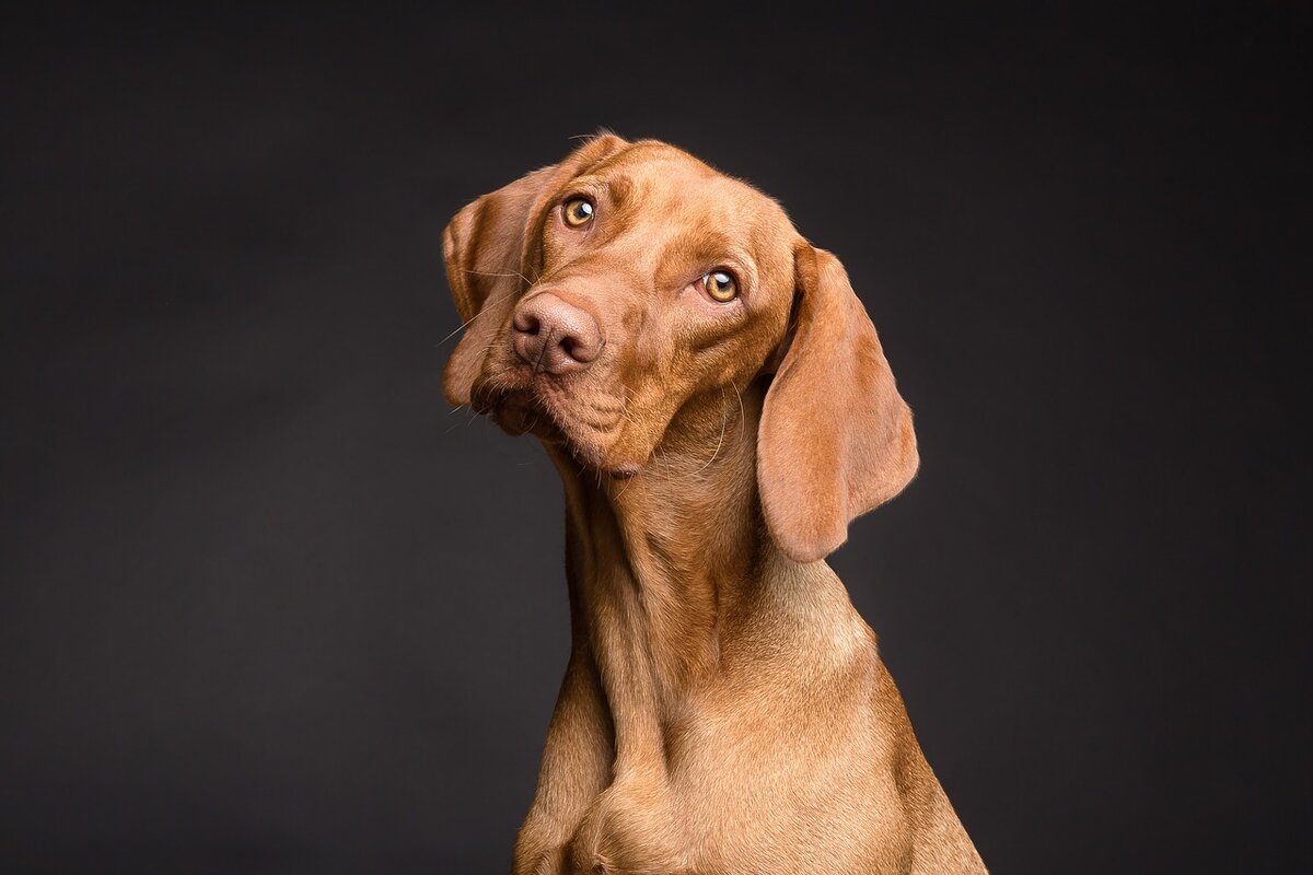 Изображение Vizslafotozas на Pixabay