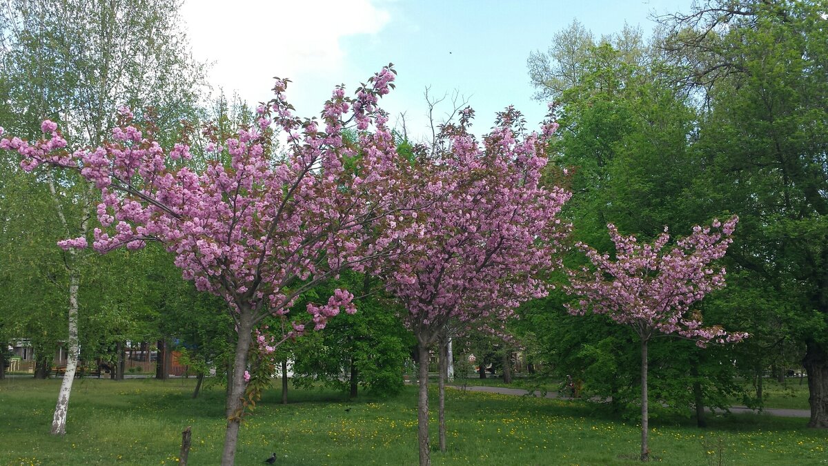 Сакура великий новгород. Сад Ивана Фомина Сакура. Опочининский сад Сакура. Сад Василеостровец Сакура. Сакура в Белгороде в парке Ленина.