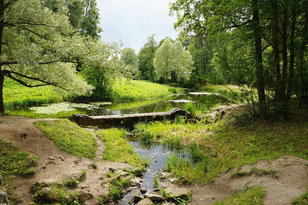 Фото павловский парк летом