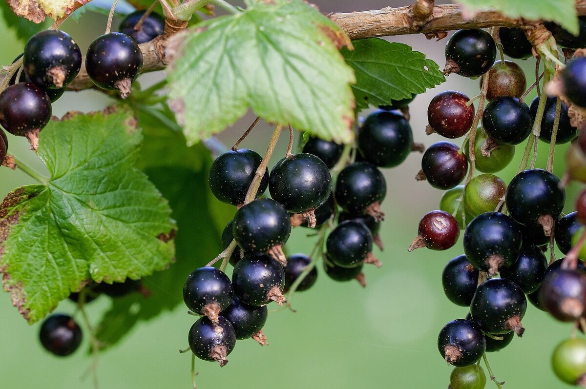 Изображение Pezibear с сайта Pixabay