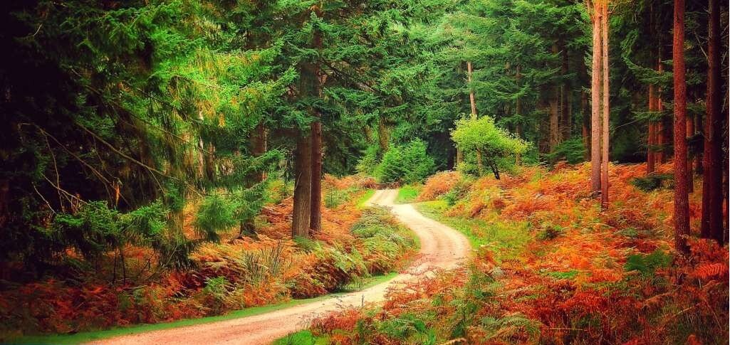 Проклятье королевского леса Нью-Форест