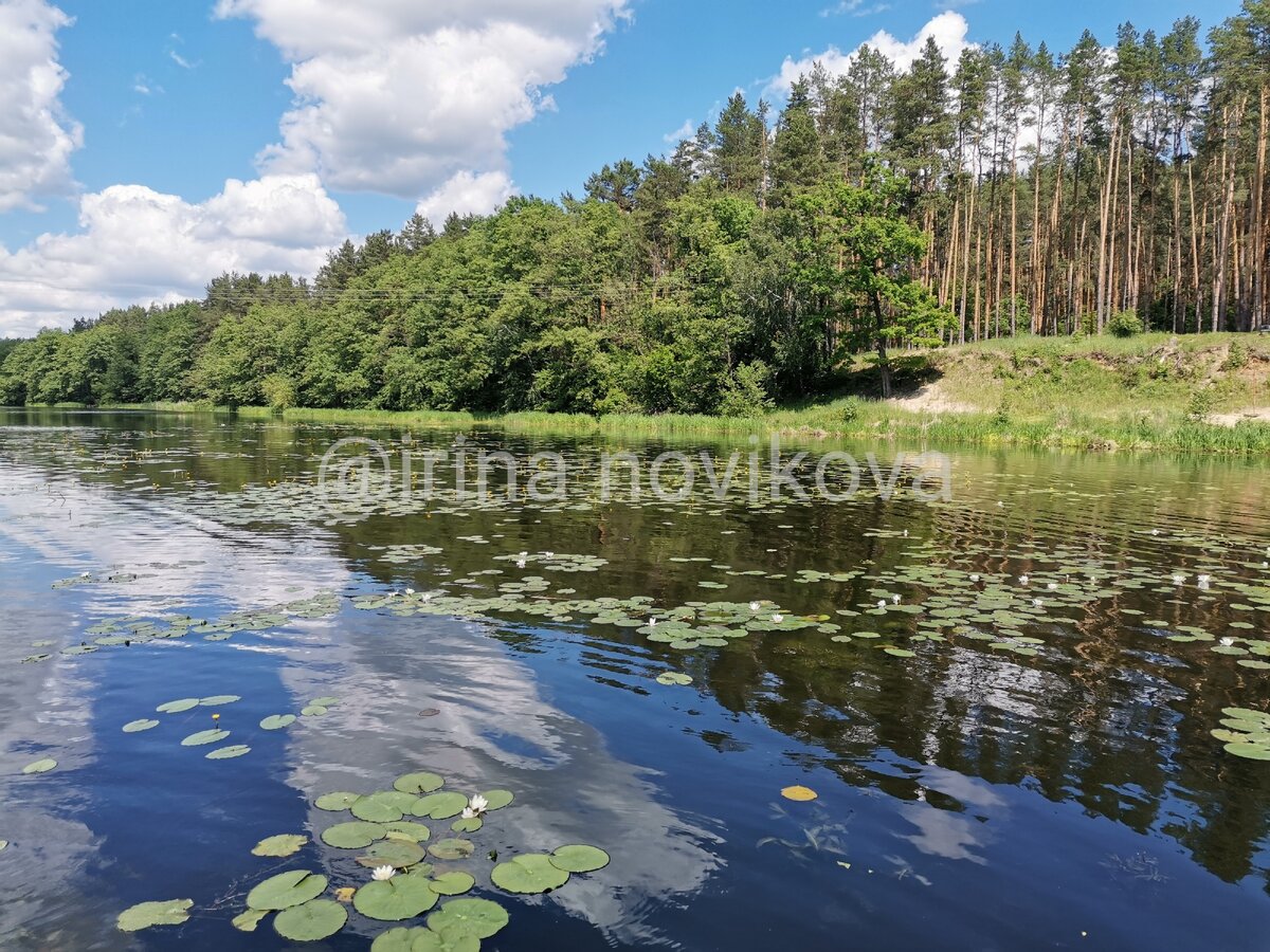Река в сосновом лесу
