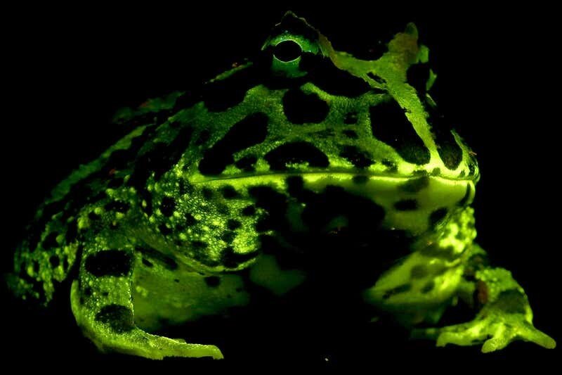  Многие амфибии, в том числе рогатая лягушка Крэнвелла (Ceratophrys cranwelli), светятся под синим светом. Фото Дж. Лэмб, М. Дэвис         