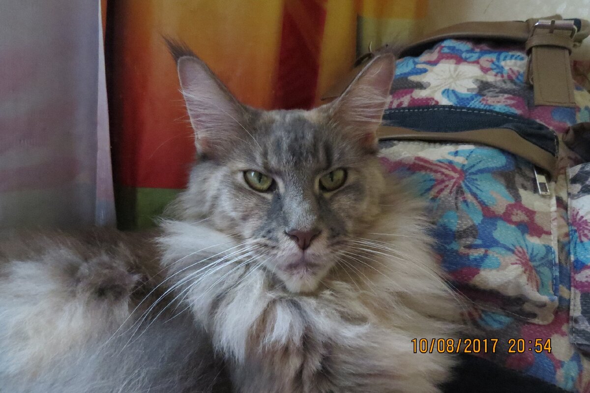 Лиза