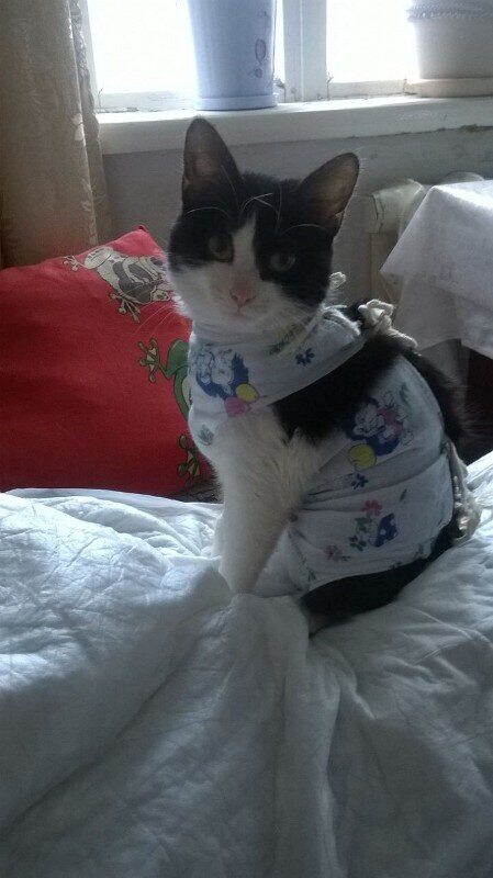 В попонке стоит