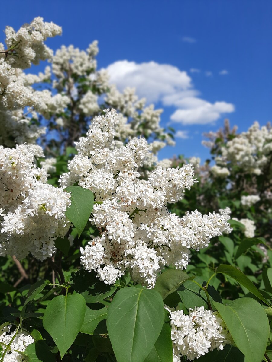 Сирень белая крупноцветковая