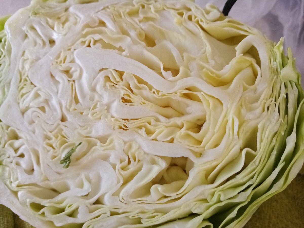 капуста свежий урожай