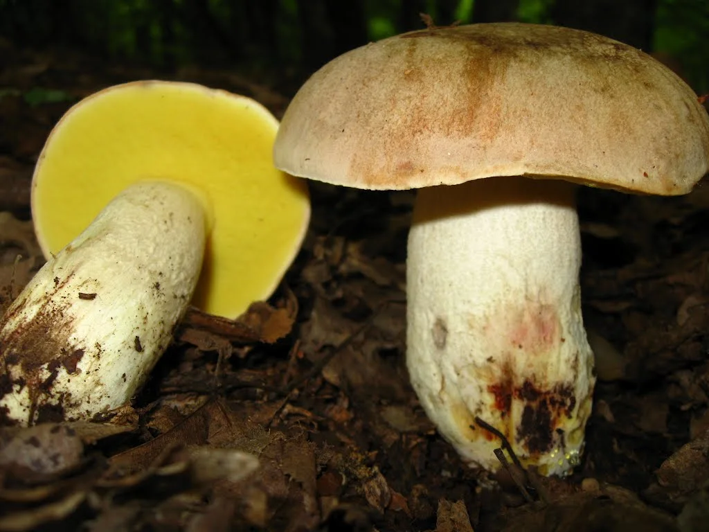 Боровик полубелый. Боровик жёлтый полубелый гриб. Боровик жёлтый (Boletus junquilleus). Полубелый гриб Boletus impolitus.
