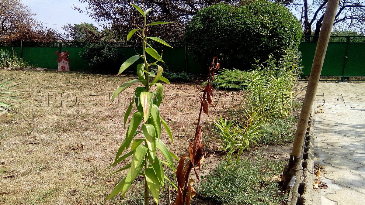 Одна из лилий больна серой гнилью  ( июль Краснодар)