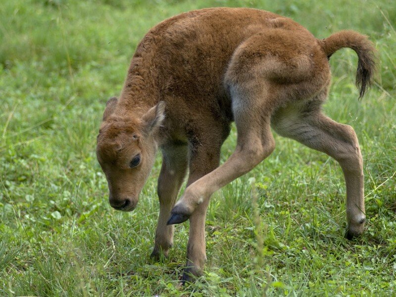 фото с сайта заповедника 