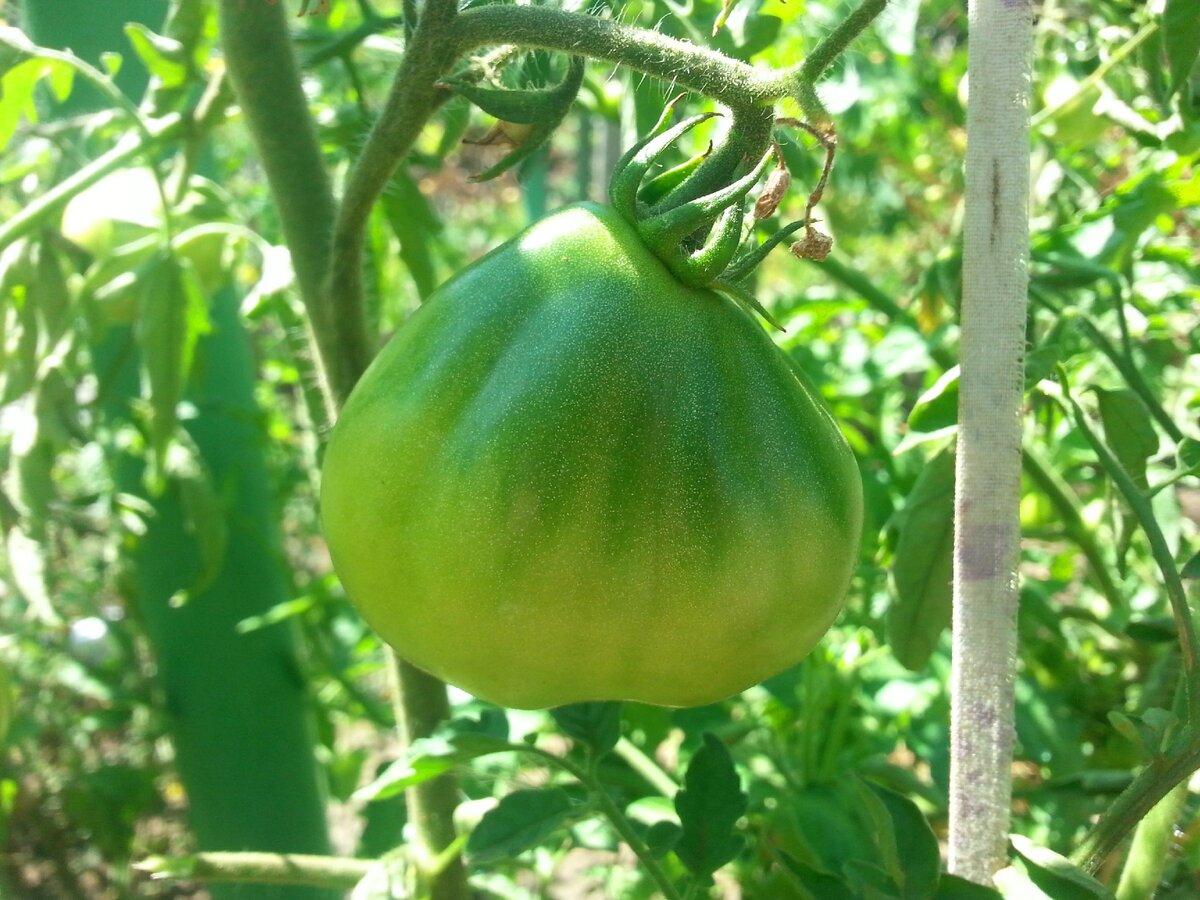 Томат японский трюфель черный. Томат трюфель красный. Сорт помидор трюфель красный. Томат трюфель густо-малиновый. Томат японский трюфель оранжевый.