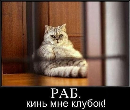 Сам неси, блинб)