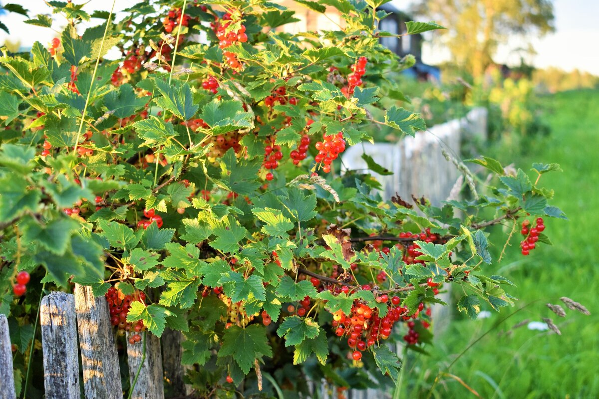 Картинка кустарник смородина