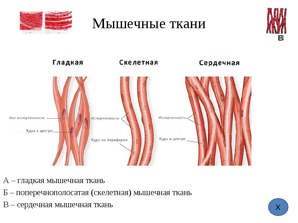 Гладкая мышечная ткань рисунок с подписями