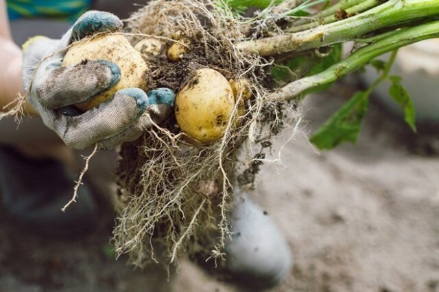 Средняя урожайность картофеля с сотки - 200-250 кг