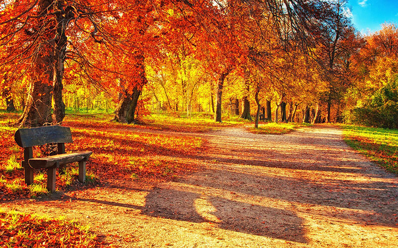 Осень, пора болезней. Может, не будем в этом году болеть? ФОТО: diamant.su