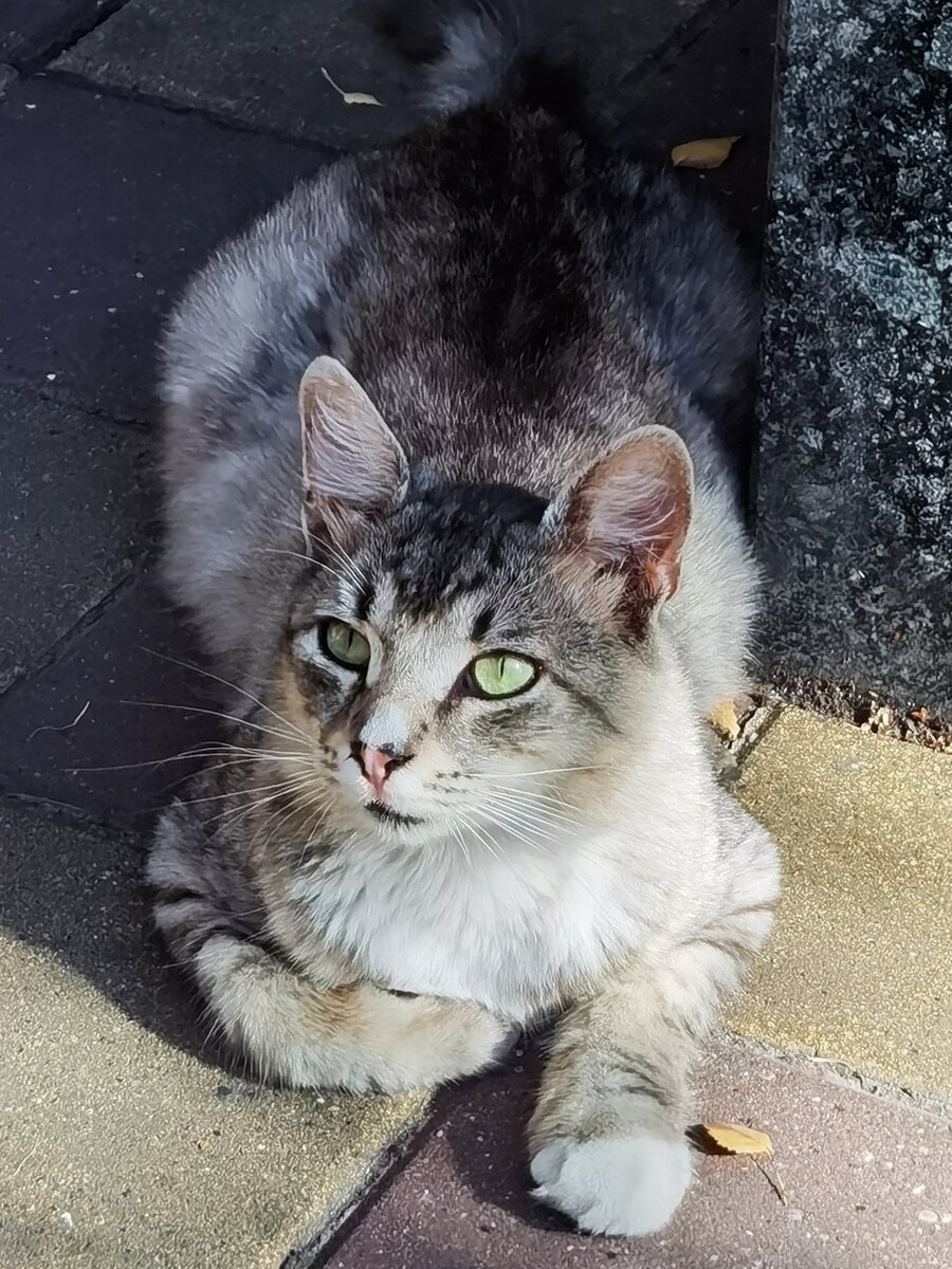 Уличная кошка с изумительными глазами. Абхазия.