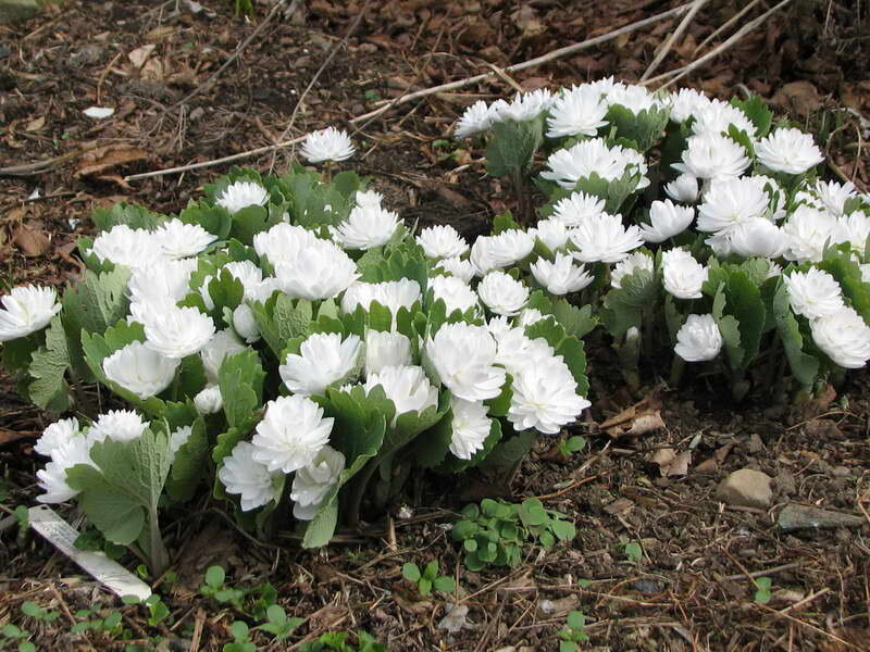 Листы полностью раскроются после окончания цветения