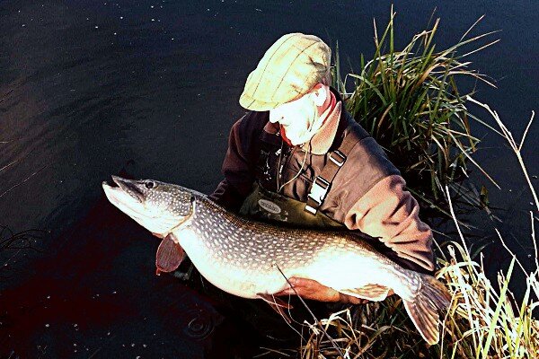 Ловля щуки.