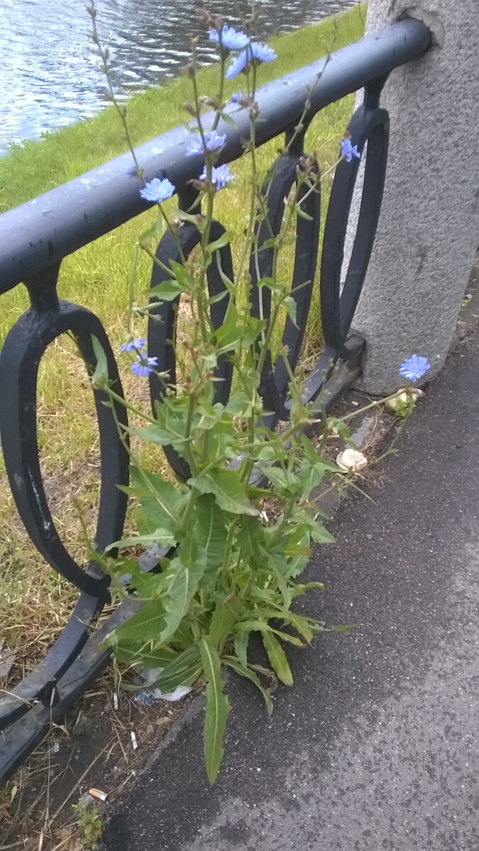 Набережная Черной речки в Санкт-Петербурге. Лето 2020 года