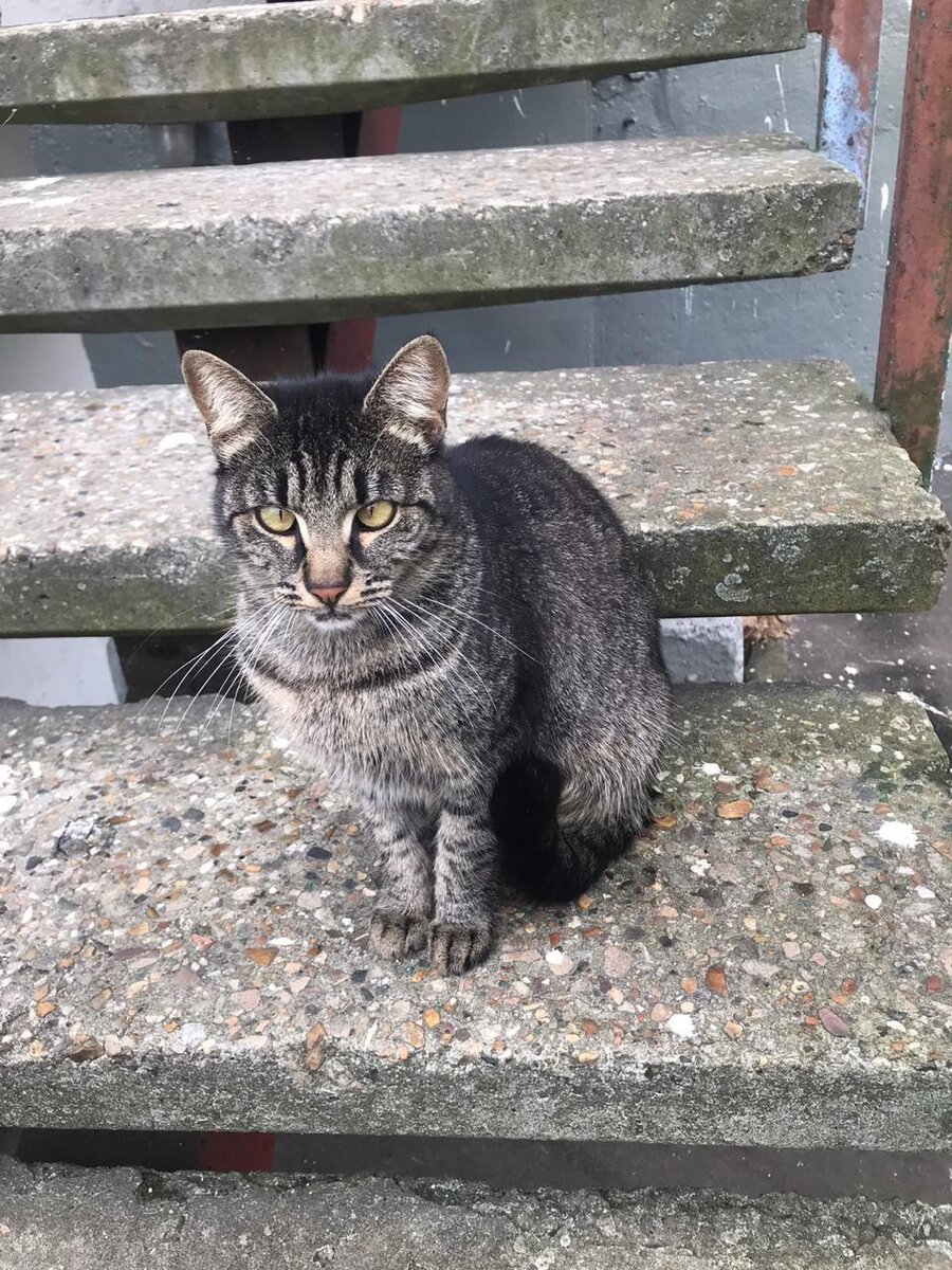 Ну сколько еще такому красавцу скитаться по подвалам и мусоркам? Пора и домой отчаливать.