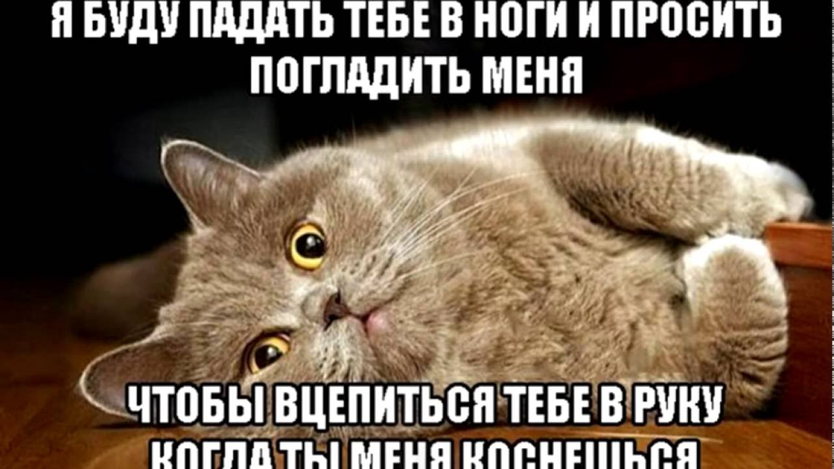 Попросил погладить. Мемы про котов. Смешные мемы про котов. Мемы про гогтов. Смешные мемы с котами и надписями.