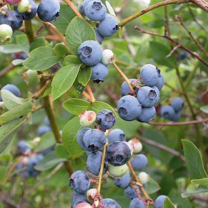 Олле: новый сорт голубики