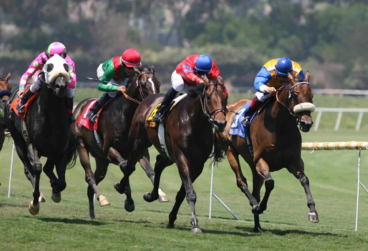 Greyhound racing