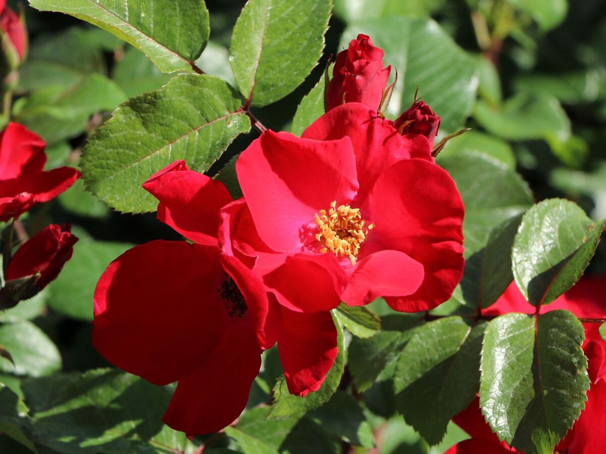 Robusta (Робуста), Kordes, 1979, Гибрид Rugosa