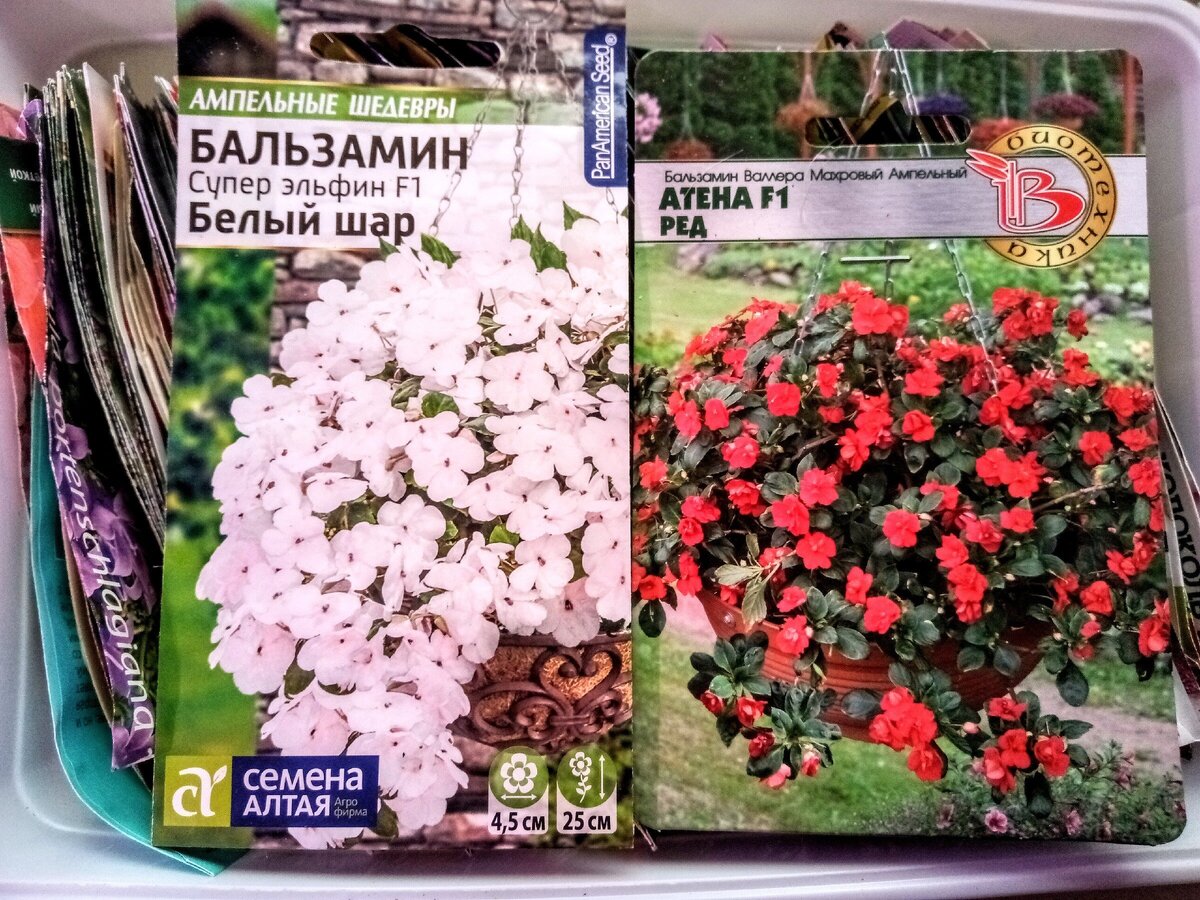 Семена ампельных бальзаминов "Белый шар" (Семена Алтая), 10 шт, "Атена F1 Ред" (Биотехника), 8 шт.