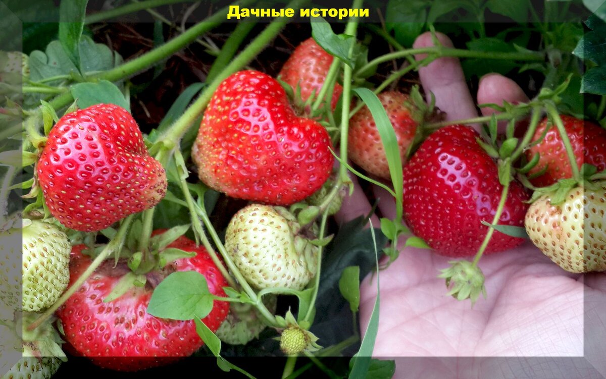 https://vk.com/photo-159774511_457247938