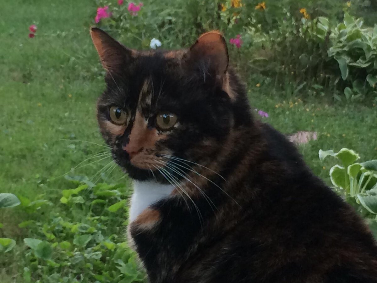 Васенька на даче. Фото автора