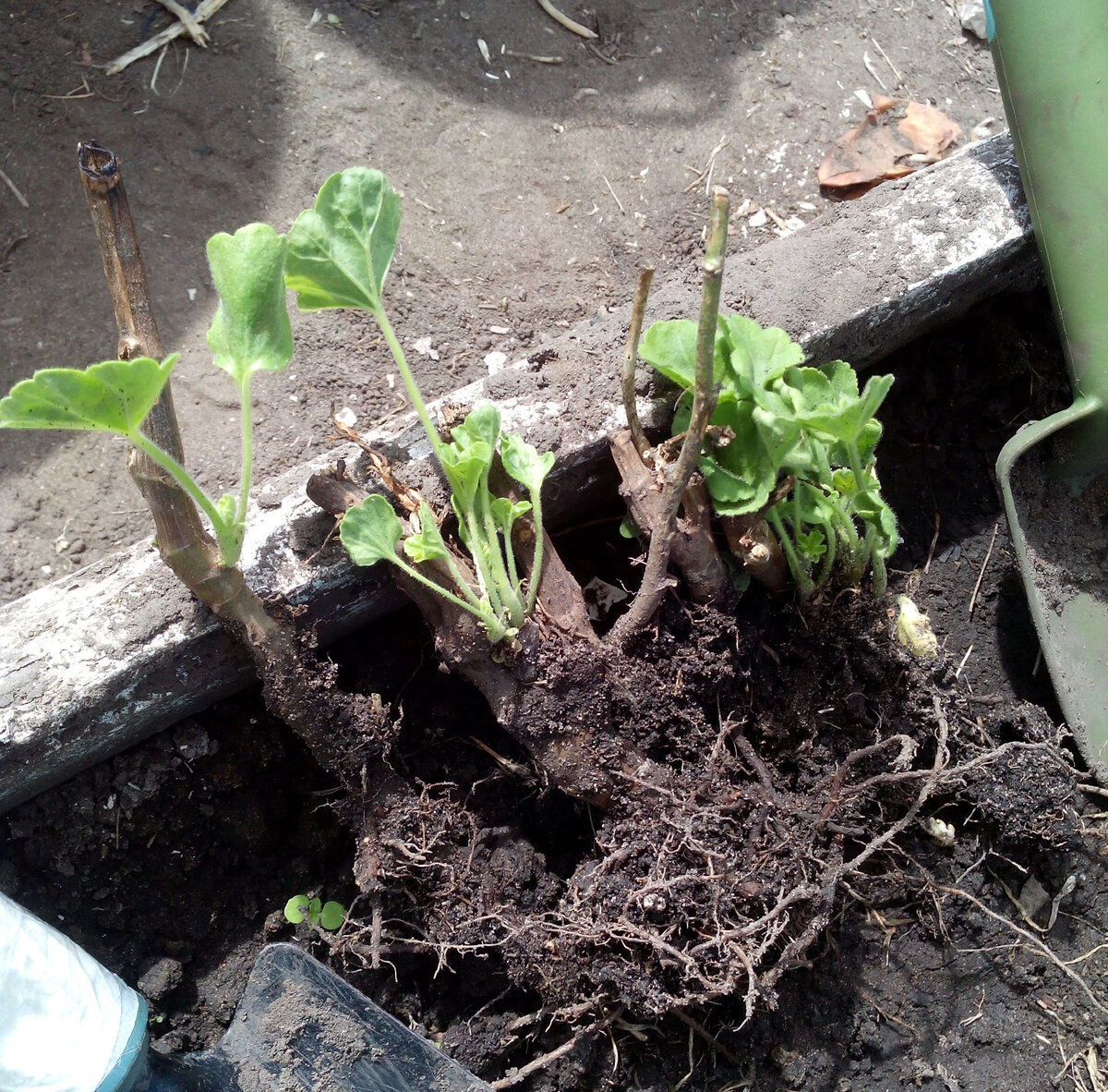 Хранение герани в подвале зимой. Пеларгония зимовка. Хранение герани в подвале зимой. Убираем герань на зиму. Пеларгония подмерзла.