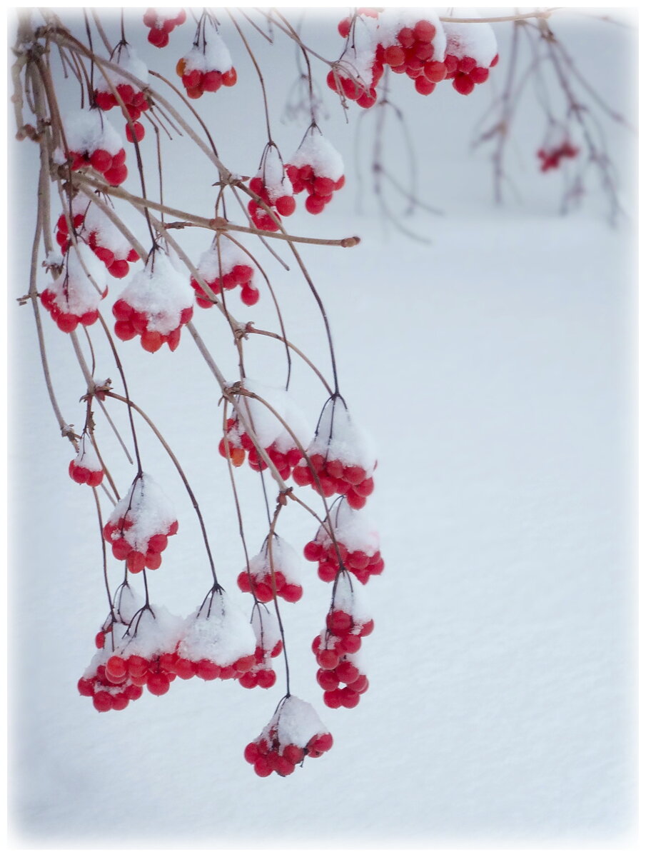 фото автора, декабрь 2016 года