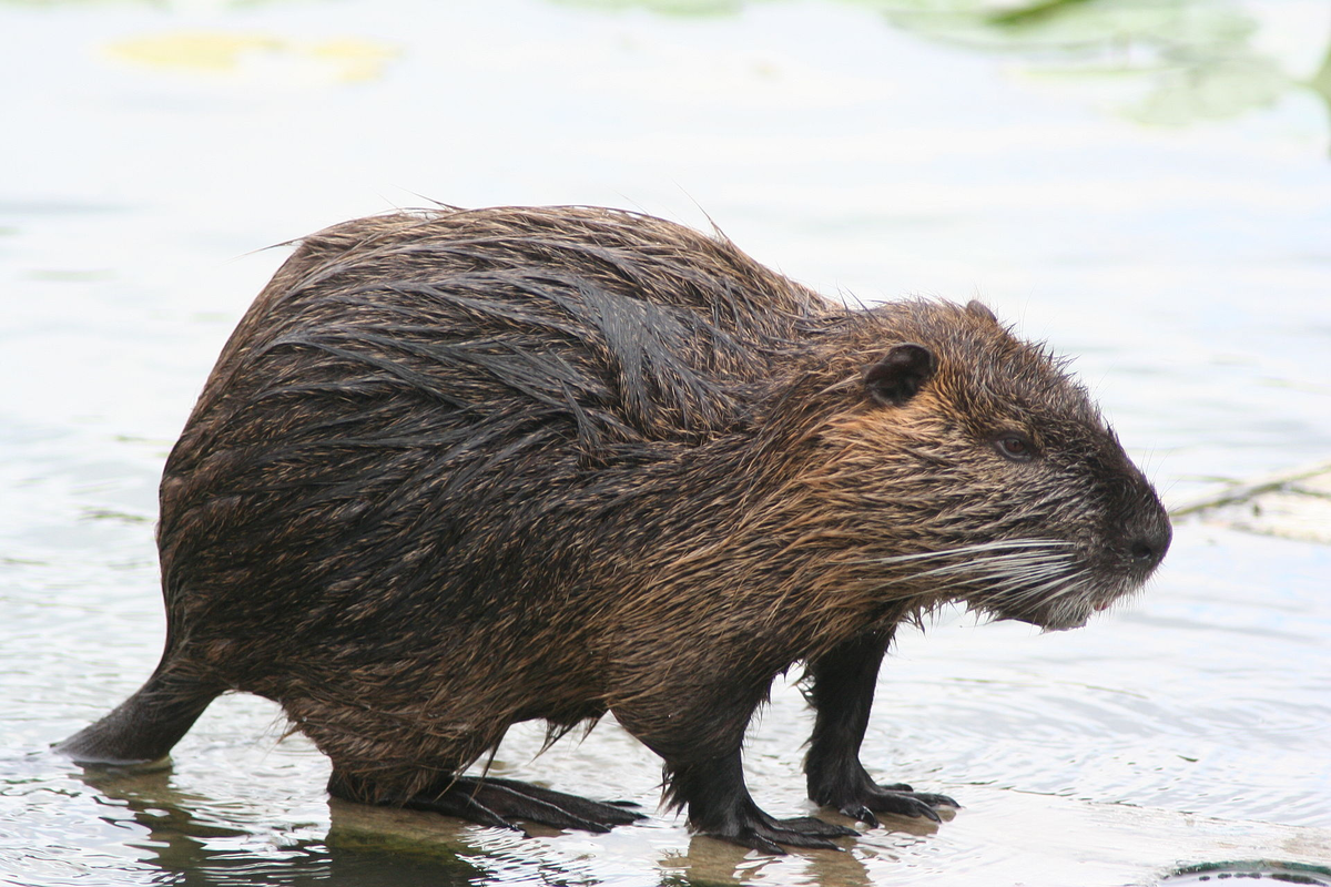 Myocastor coypus. Водяная крыса нутрия. Нутрия Южная Америка. Нутрия крыса нутрия.