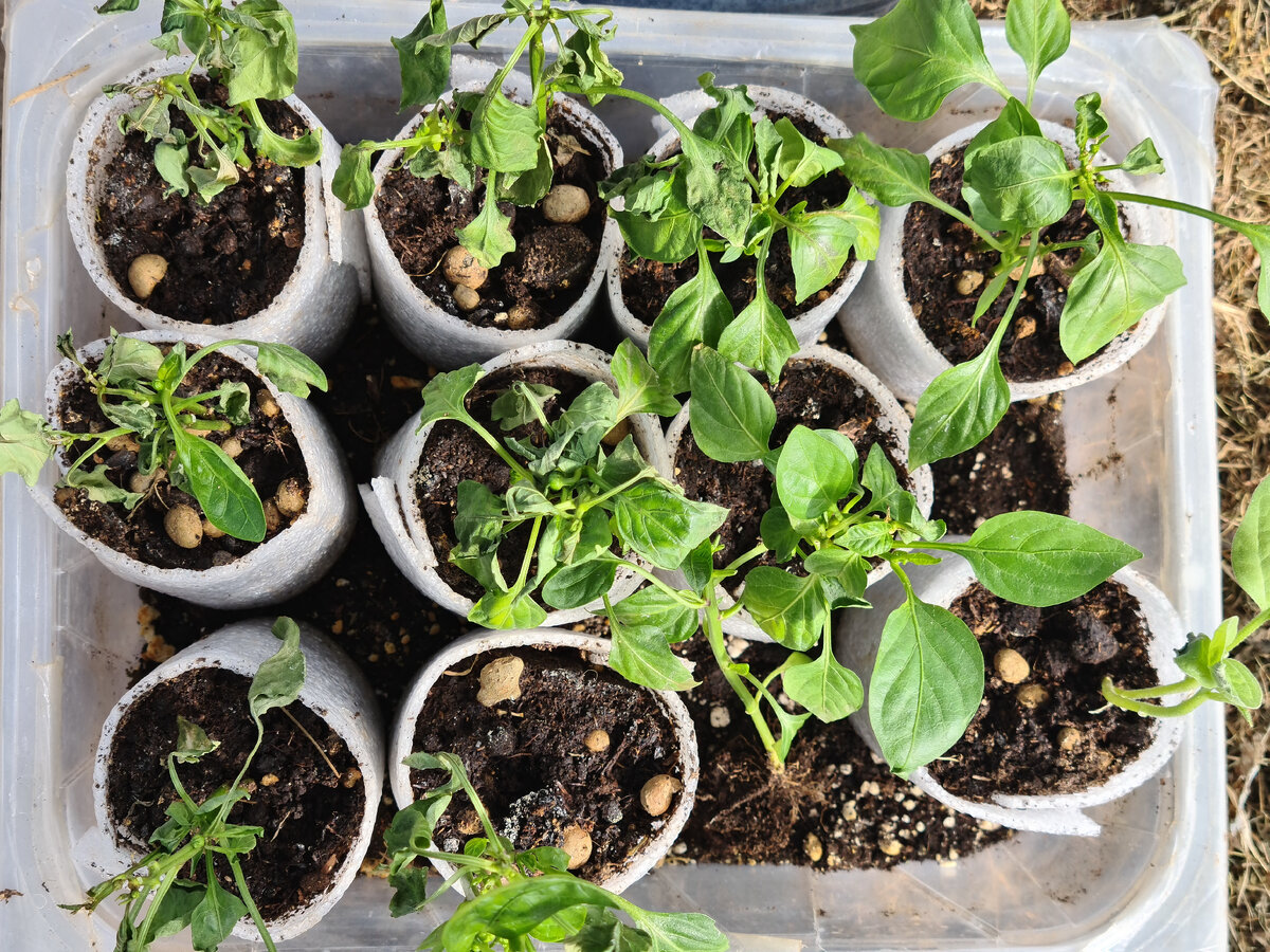 моя рассада.