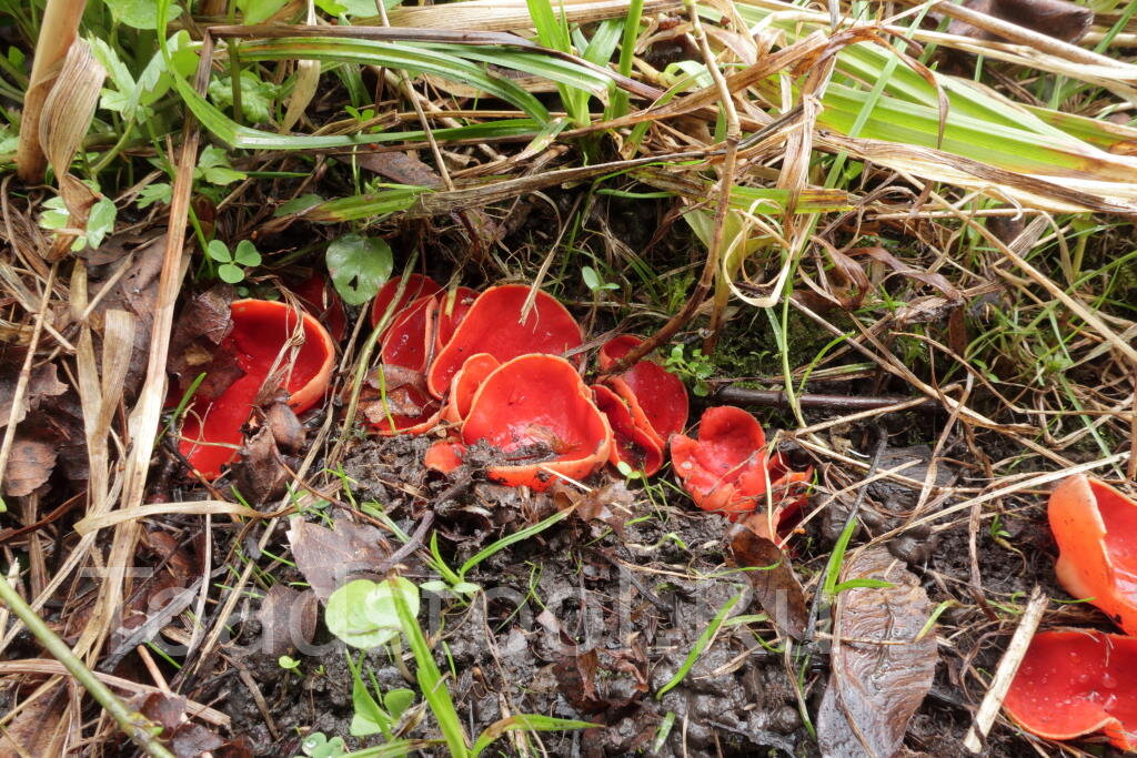 И на почве, и в мае... не, не годится. Но красивое (фото И.Лебединского)