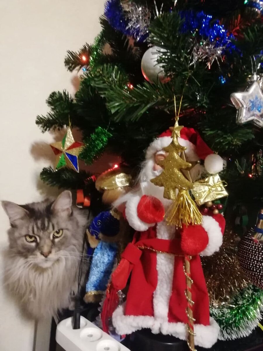 В Москве они ставят себе искусственную ёлочку. Фото дочери. 