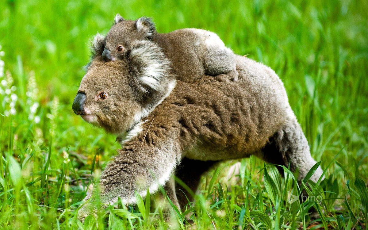 Медвежонок коала. Коала с детенышем. Коала фото. Сумчатые.