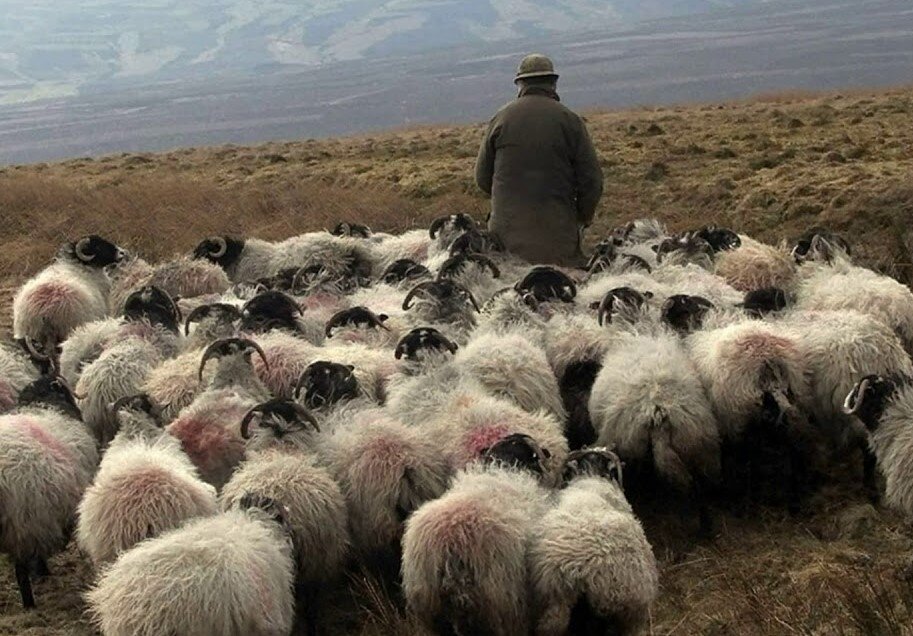 Все началось с того, что овцы попали в буран
