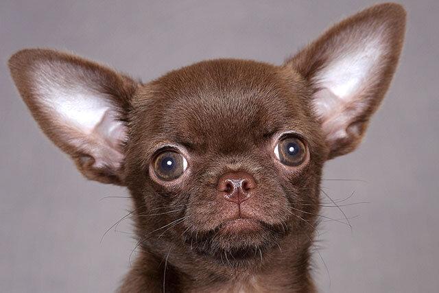 Это великолепный окрас шерсти, не отличается ничем опасным.