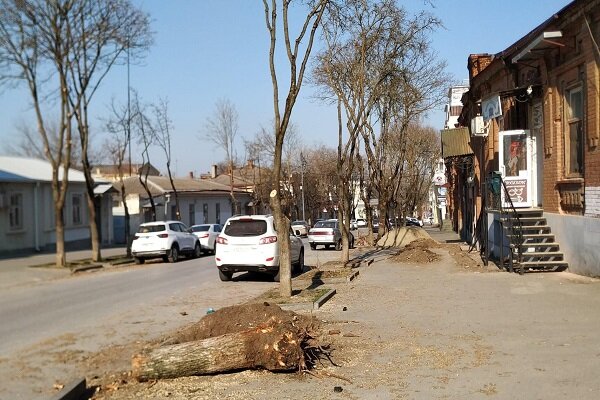 В центре Таганрога продолжили удалять и обрезать деревья Ёрш. Таганрог Дзен