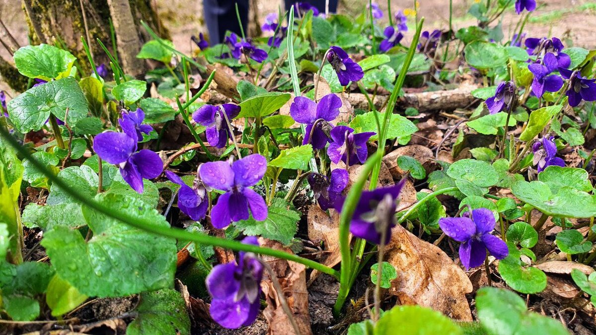 Дикая лесная фиалка