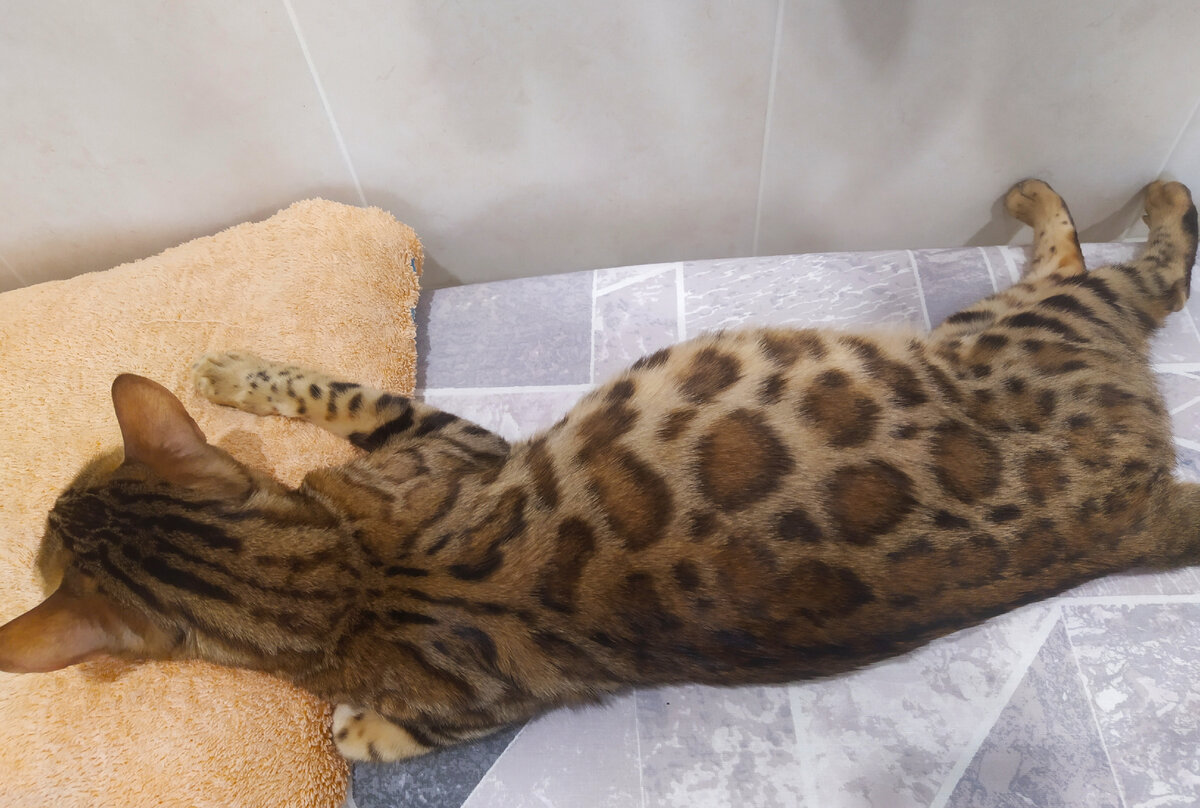 Фа в ожидании деток) 