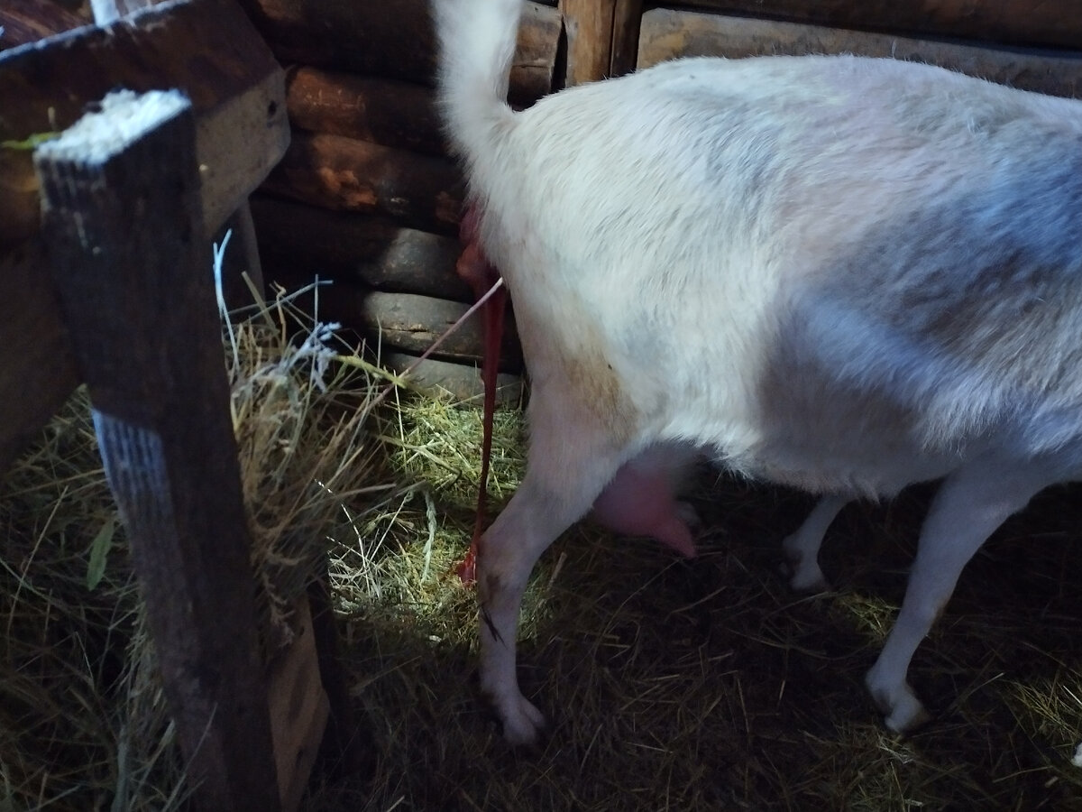 Ножки второго козлика показались