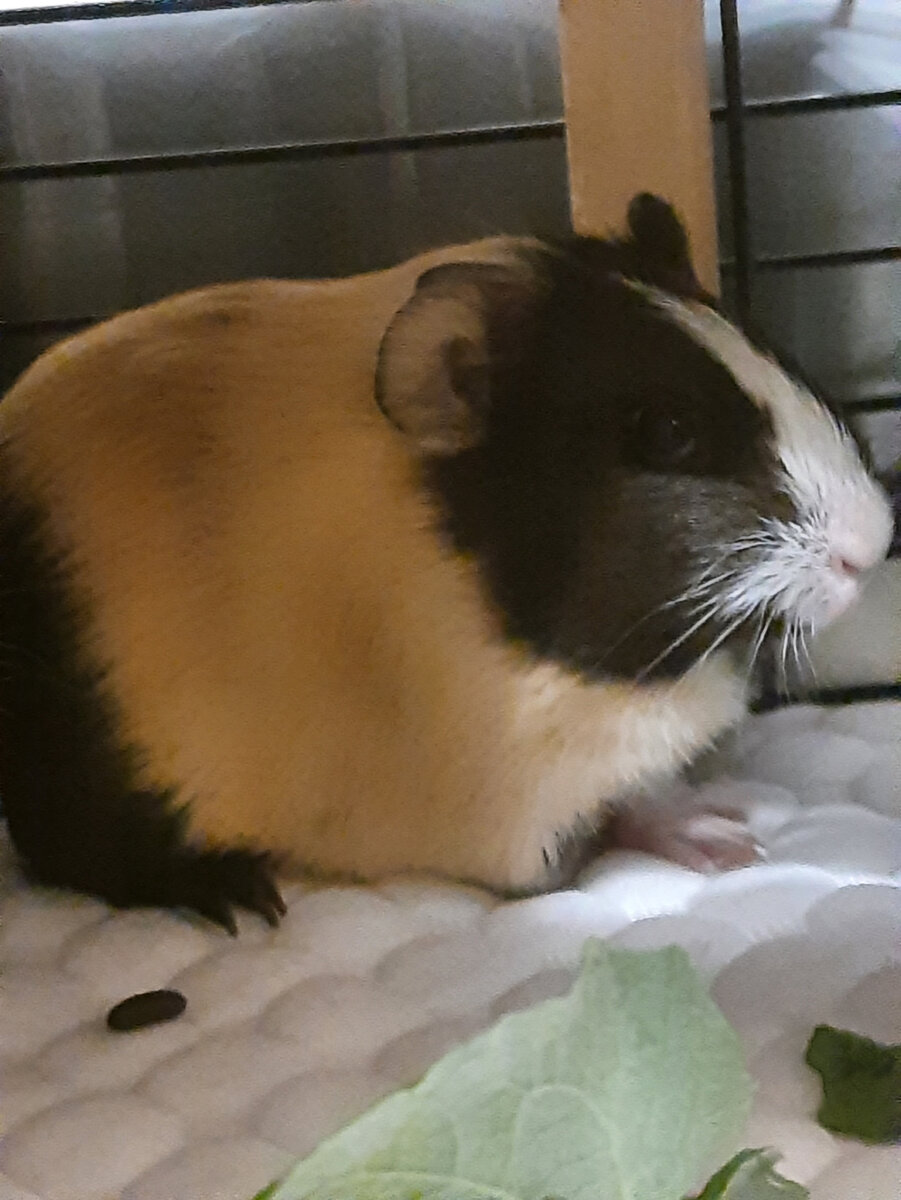 Знакомьтесь, это Рич, Ричик.