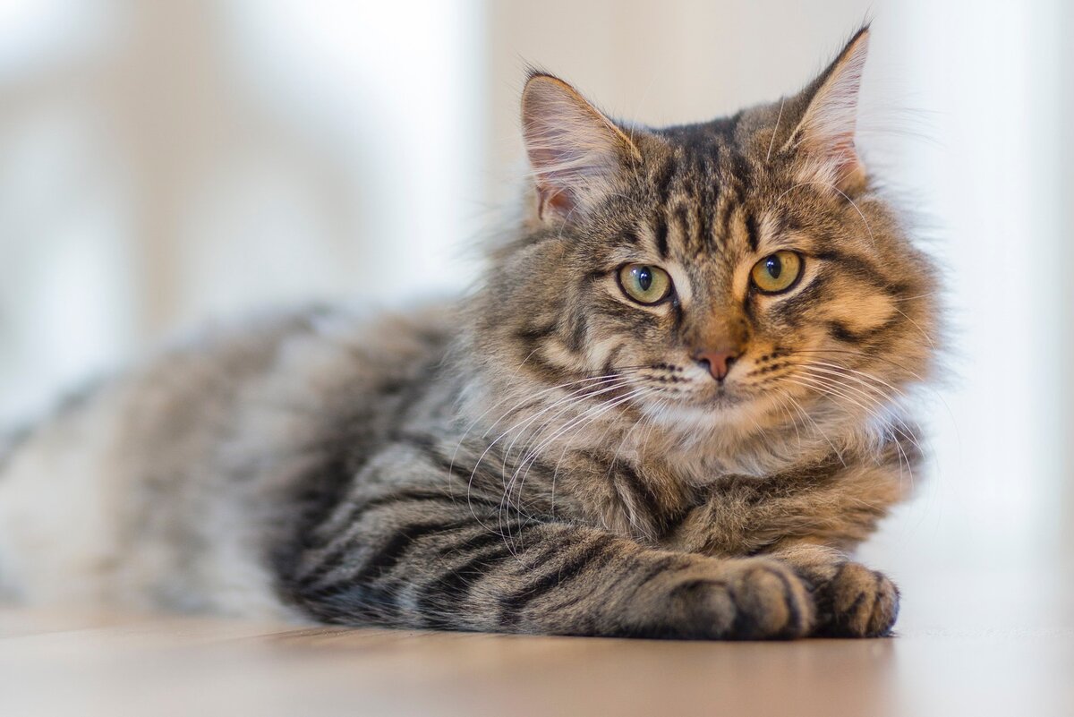 19 самых интересных фактов про кошек, которые вы возможно не знали.