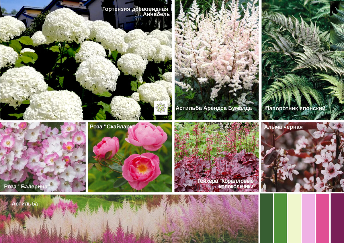 Цветовая палитра сада