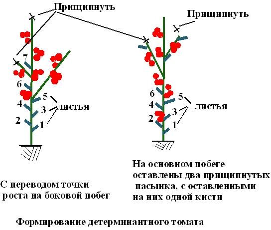 Очень удобная и наглядная картинка для понимания, какие листья убирать